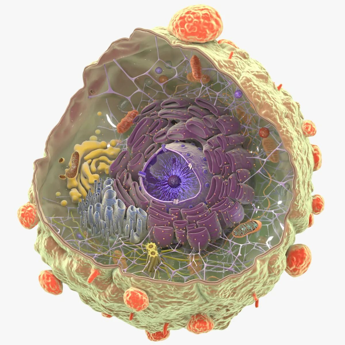 Биологическая клетка. 3д модель клетки. Строение клетки 3д. Животная клетка 3d модель. Искусственная клетка 3