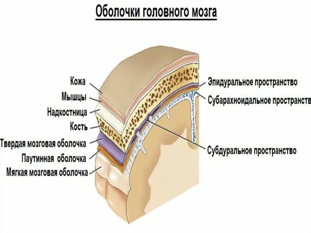 Грыжа мозговых оболочек латынь. Оболочки и МЕЖОБОЛОЧЕЧНЫЕ пространства головного мозга. Мозговые оболочки головного мозга топографическая анатомия. Твердая мозговая оболочка головного мозга схема. Паутинная оболочка головного мозга.