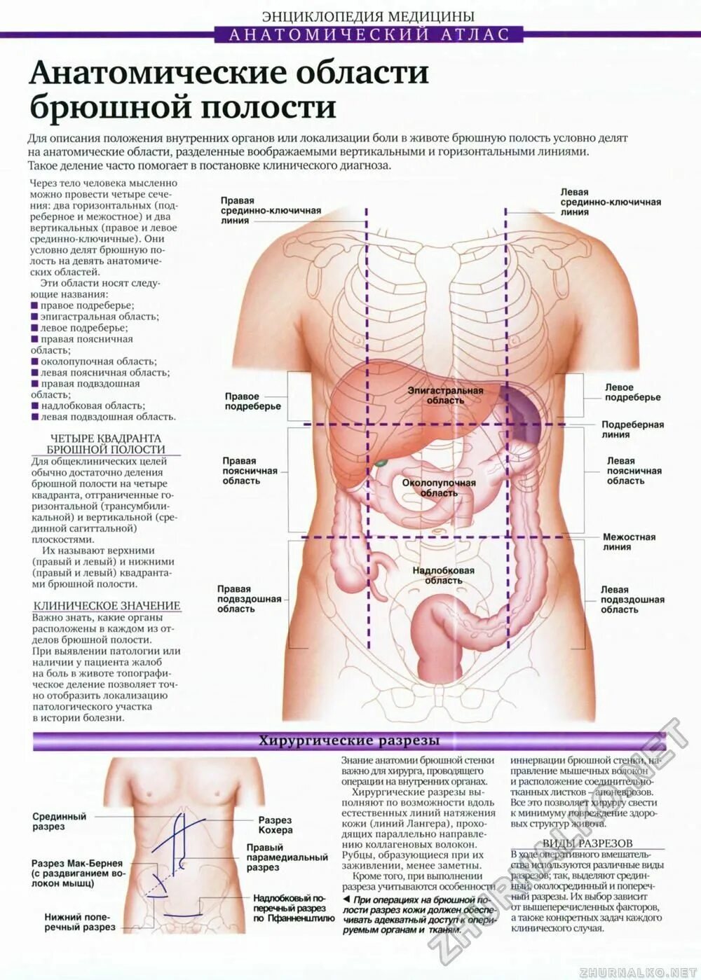 Подвздошная область болит у мужчин. Анатомия органов брюшной полости. Брюшная полость строение анатомия. Брюшная полость анатомия схема. Расположение органов по областям живота.