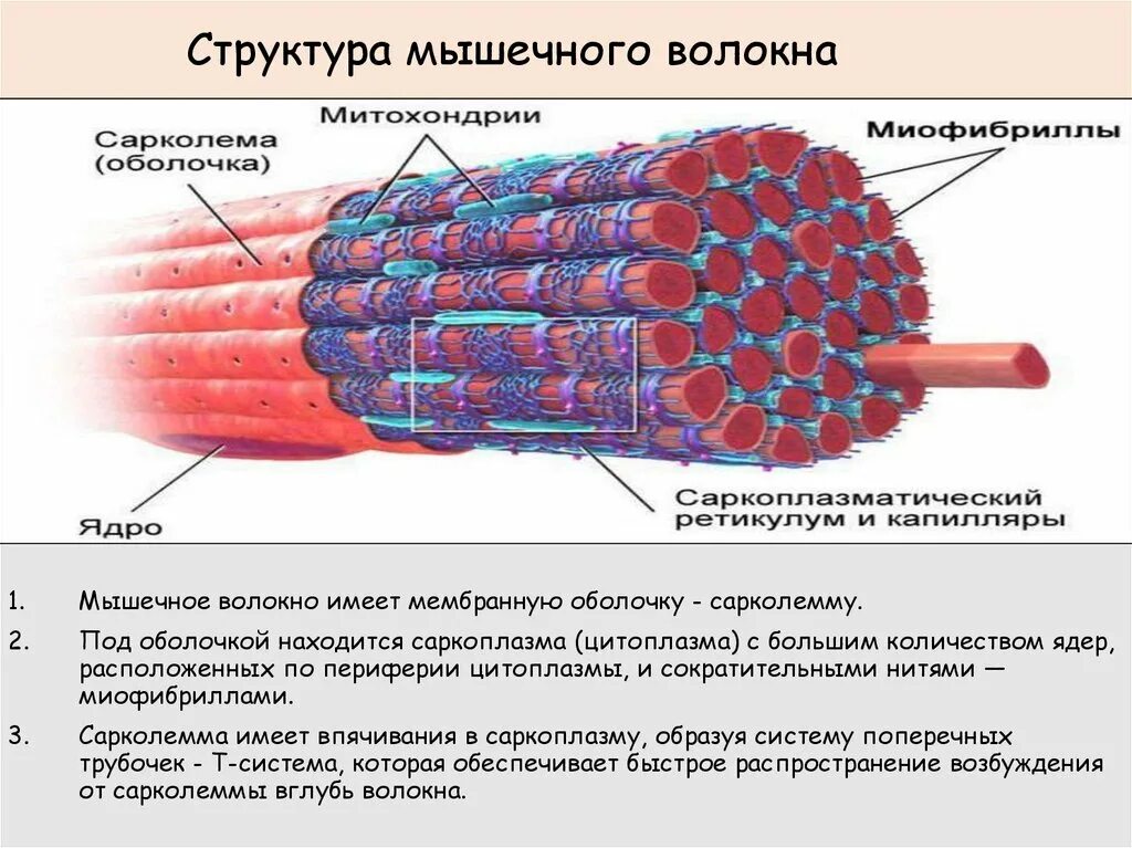 Строение мышечного волокна сарколемма. Схема строения скелетного мышечного волокна. Структура мышечного волокна рисунок. Структурная организация мышечных волокон. Мембрана мышечного волокна