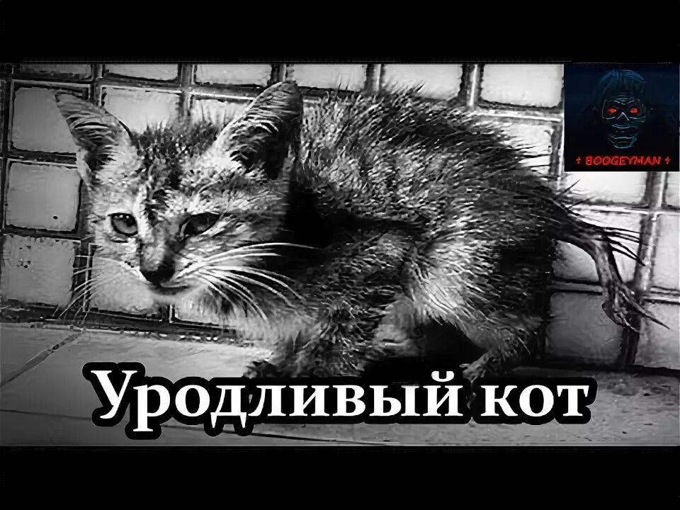 Уродливый кот стихотворение.