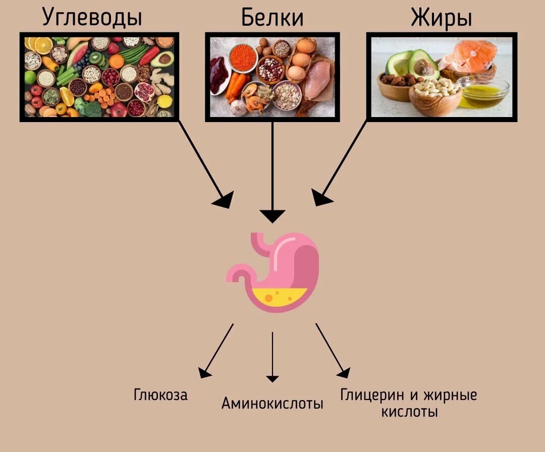 Белок и жиры также