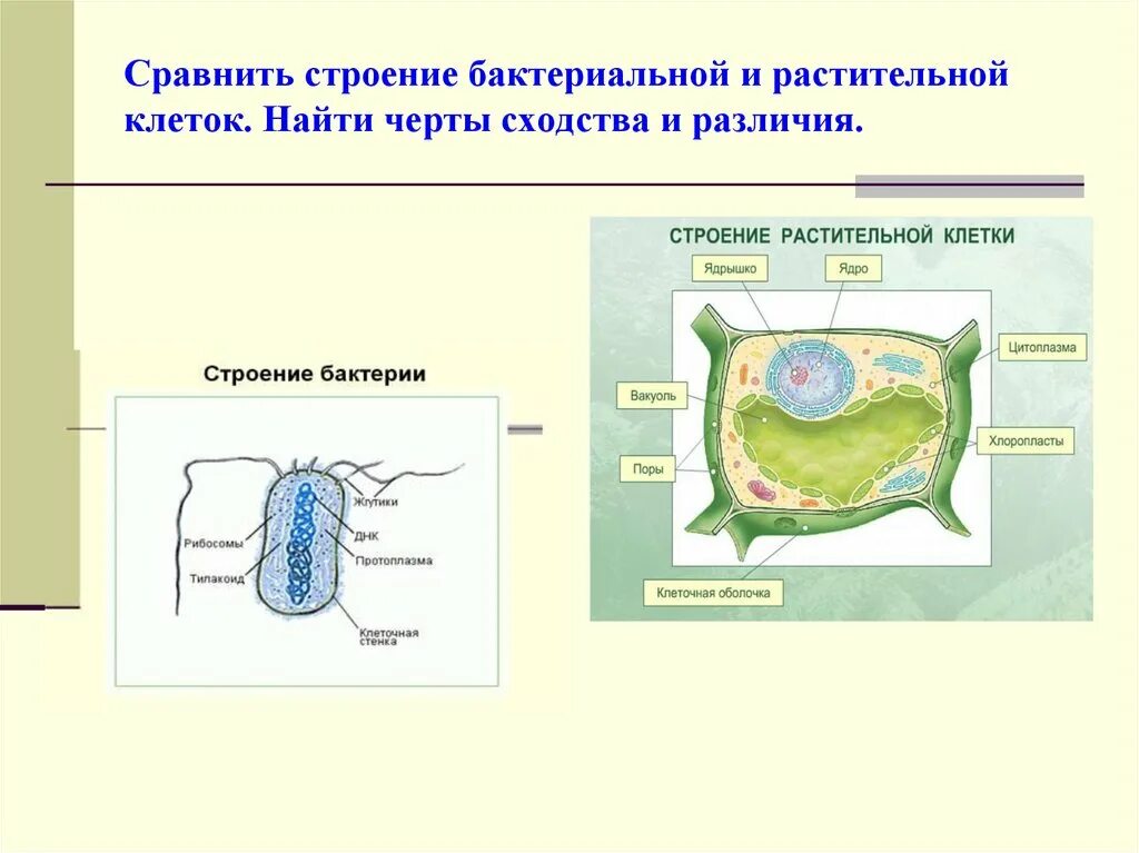 Растительная клетка сходства и различия. Клетка бактерии и клетка растений сходства и различия. Сравнительное строение растительной и бактериальной клетки. Сходство клеток бактерий и растений. Сравните растительную и бактериальную клетки.