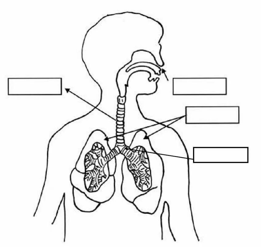 Замкнутая дыхательная система. Дыхательная система человека раскраска. Органы дыхания раскраска. Дыхательная система человека рисунок. Дыхательная система раскраска.