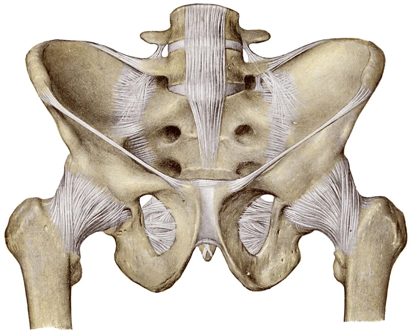 Соединение лобковых костей. Крестцово копчиковый синхондроз. Крестцово-подвздошный сустав анатомия. Крестцово копчиковый сустав анатомия. Крестец и таз анатомия.