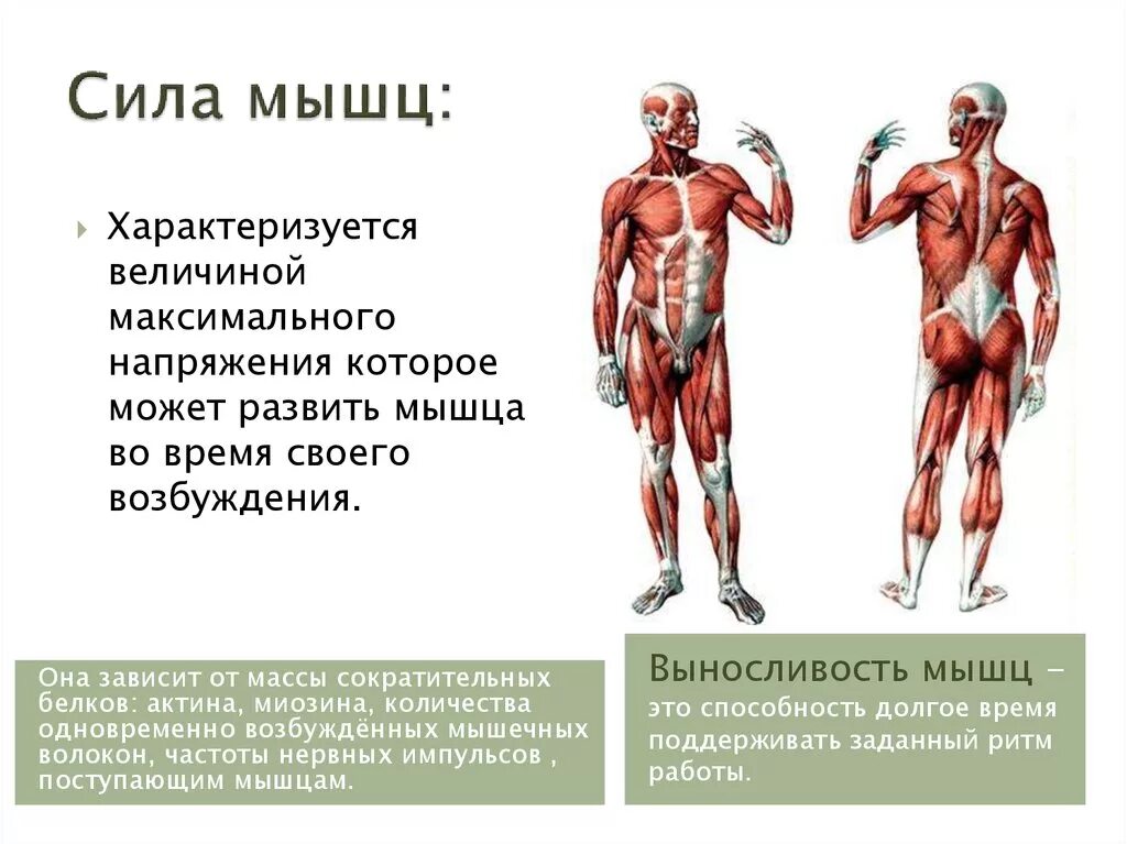 Работа скелетных мышц человека. Сила мышц. Двигательная сила мышцы. Развитые мышцы. Сила мышц определяется.