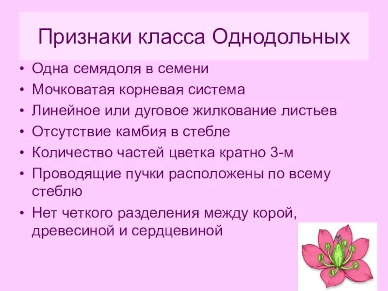 Три признака класса однодольных