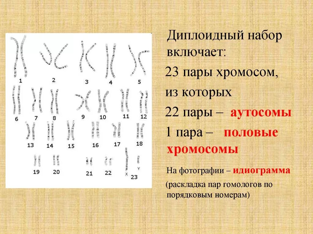 Диплоидный набор человека. Диплоидный набор хромосом. Диплоидный набор хромосом человека. Диплоидный набор хромосом набор. В половых клетках любого организма набор хромосом