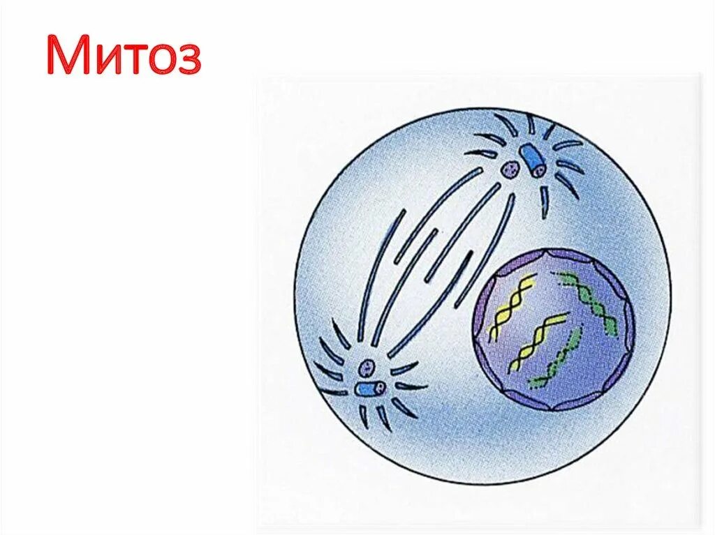 Митоз метафаза 1. Профаза 2 митоз. Биология 9 класс митоз метафаза. Профаза 1 и профаза 2. Мейоз 1 фазы схема.