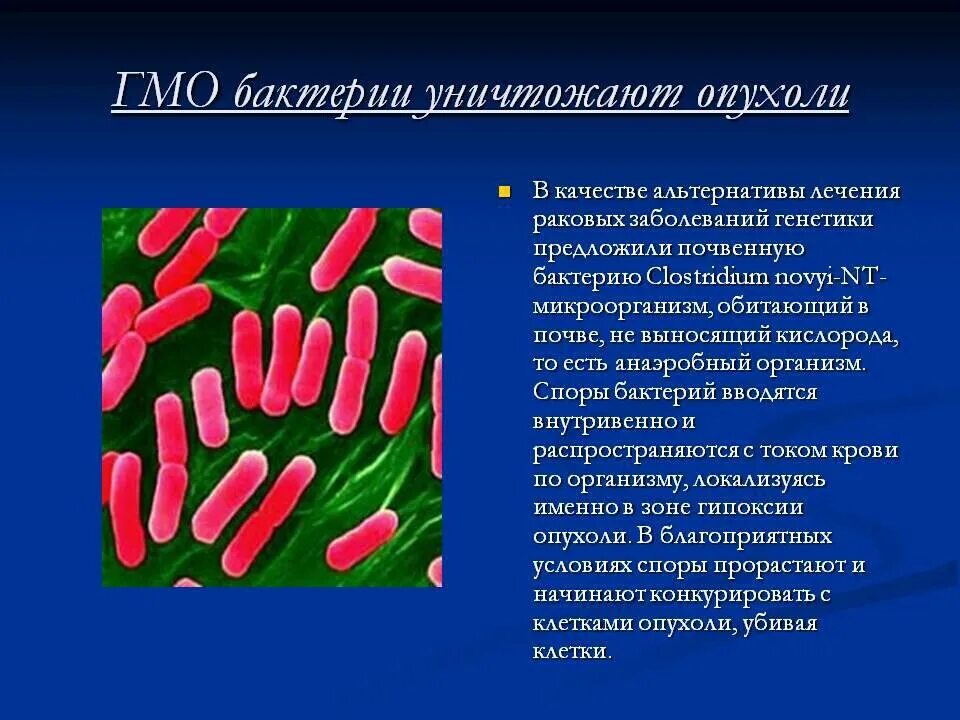 Генетически модифицированные микробы. Микробы гмо. Биопленка микробиология. Генетически модифицированные микробы. Генномодифицированные штамма бактерий.