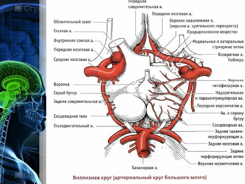 Сосуды головного мозга Виллизиев круг. Кровоснабжение мозга Виллизиев круг. Внутренняя Сонная артерия Виллизиев круг.