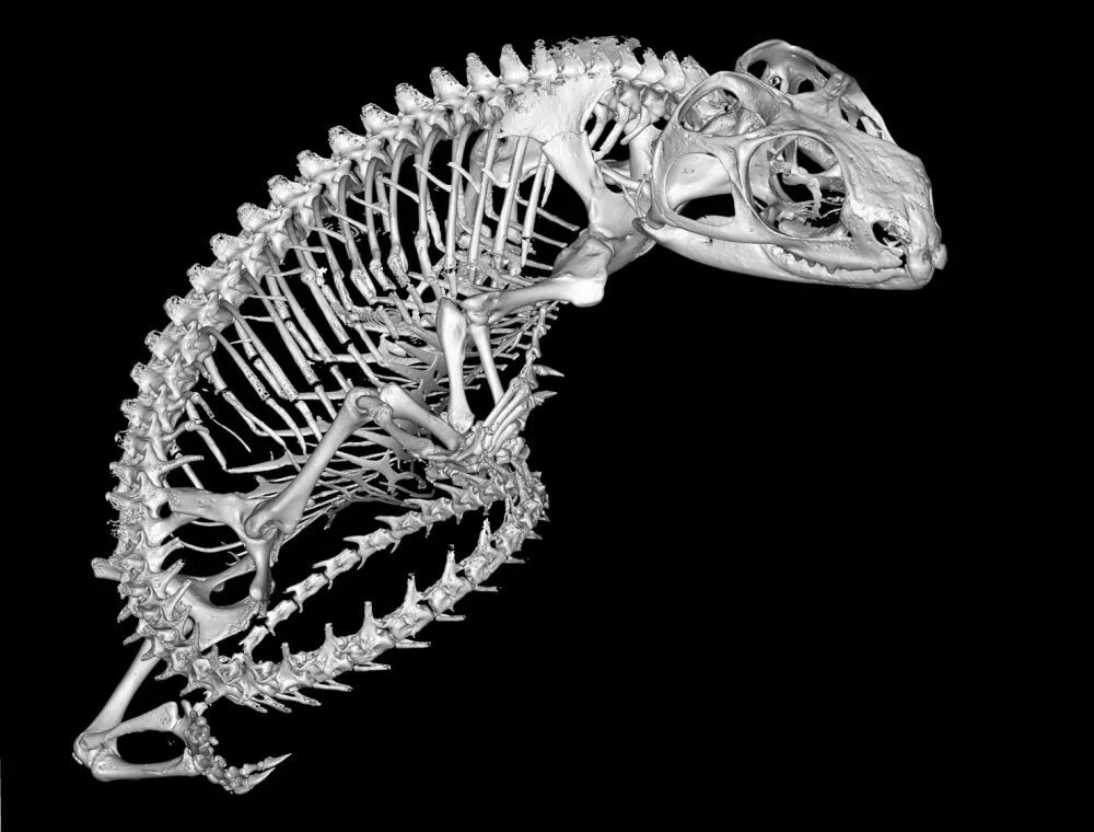 Рептилии ребра. Скелет гаттерии. Скелет плащеносной ящерицы. Скелет варана. Туатара ящерица скелет.