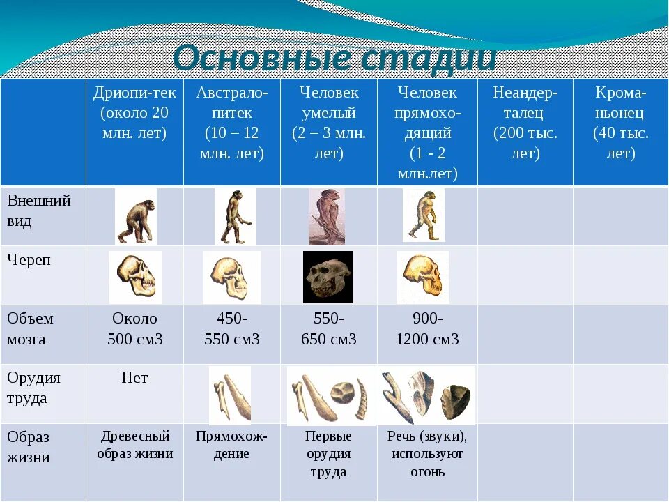 Таблица эволюции головного мозга. Этапы происхождения человека. Стадии развития человека. Этапы развития человека таблица. Этапы антропогенеза таблица.