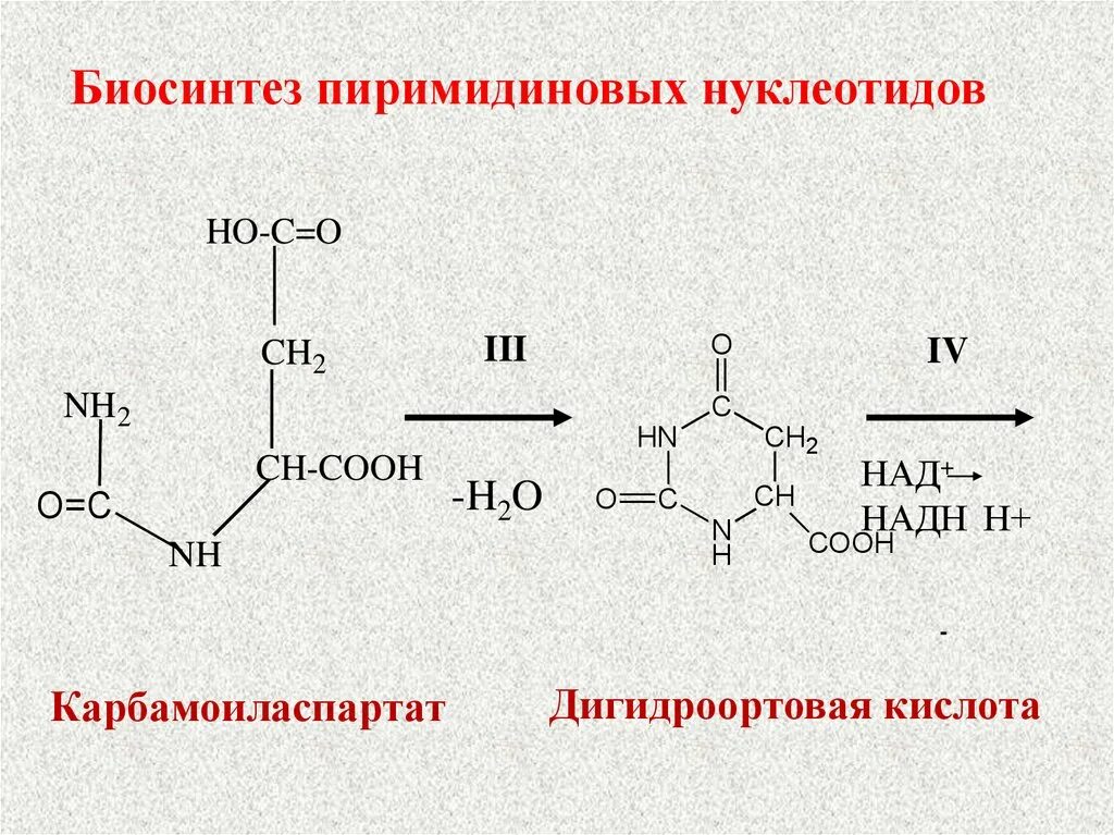 Распад пиримидиновых. Биосинтез пиримидиновых нуклеотидов. Синтез пиримидиновых нуклеотидов. Карбамоиласпартат. Синтез пиримидиновых нуклеотидов оротат.