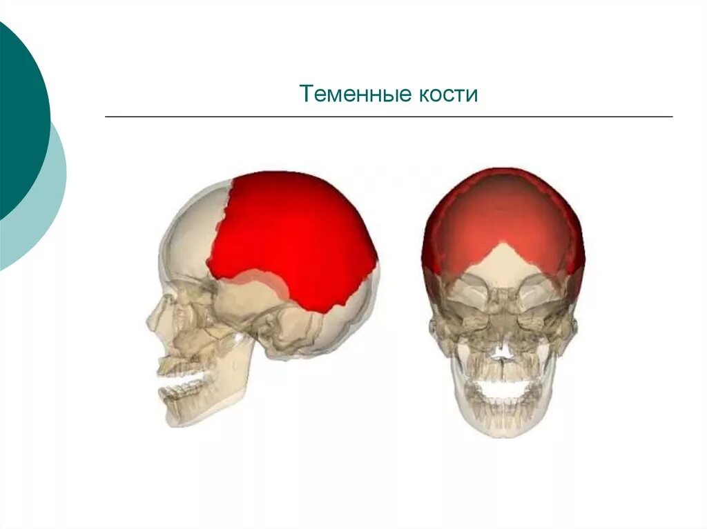 Левая теменная кость. Теменная кость. Теменные кости черепа. Кости черепа теменная кость. Соединения теменной кости.