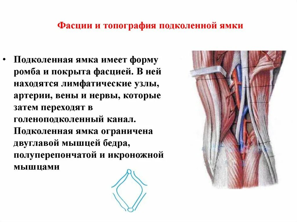 Гунтеров канал. Подколенная ямка анатомия. Нервы подколенной ямки анатомия. Проекционная линия сосудов подколенной ямки. Подколенная ямка топографическая анатомия.