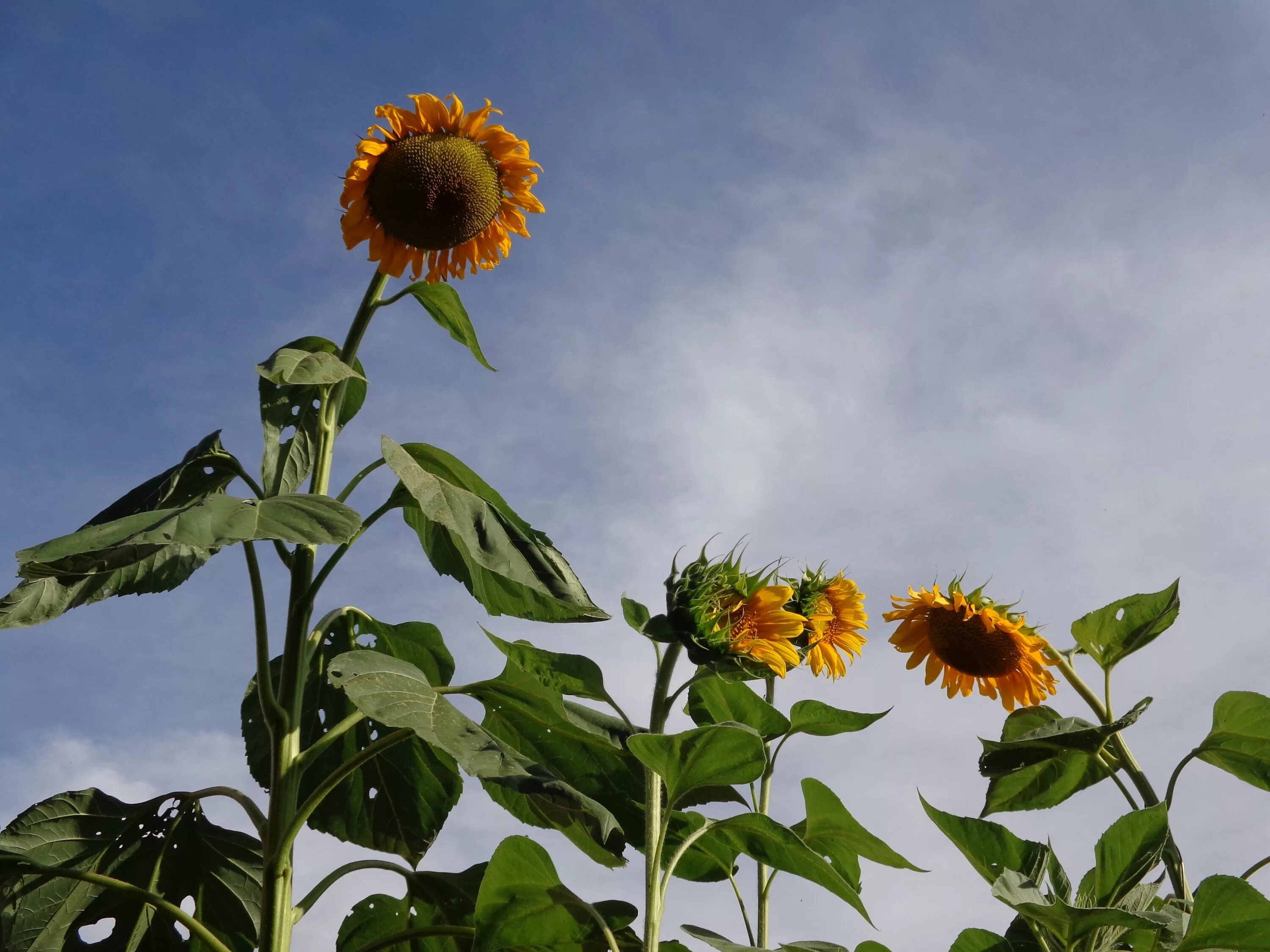 Sun flower отзывы. Дикий подсолнух. Стебель подсолнуха. Подсолнечник однолетний. Подсолнечник дикорастущий.