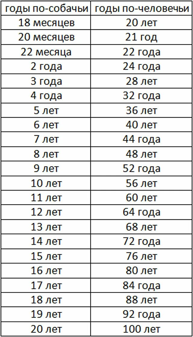 Возраст собаки 5 лет по человеческим меркам таблица. Собаки 10 лет по человеческим меркам сколько лет таблица. Возраст собаки по человеческим меркам таблица по годам средних пород. Собаке 1 год сколько это по человеческим меркам таблица. 12 собаке на человеческий.