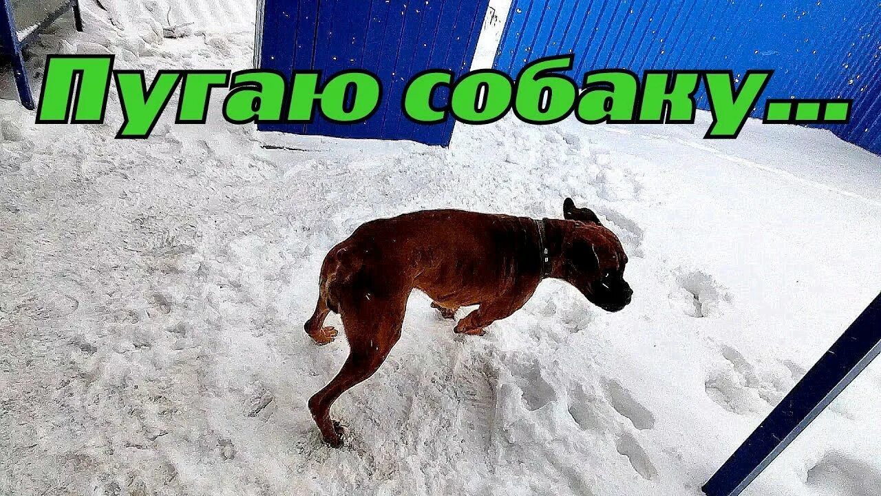 Как испугать собаку