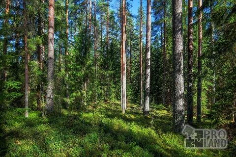 Участок в сосновом бору