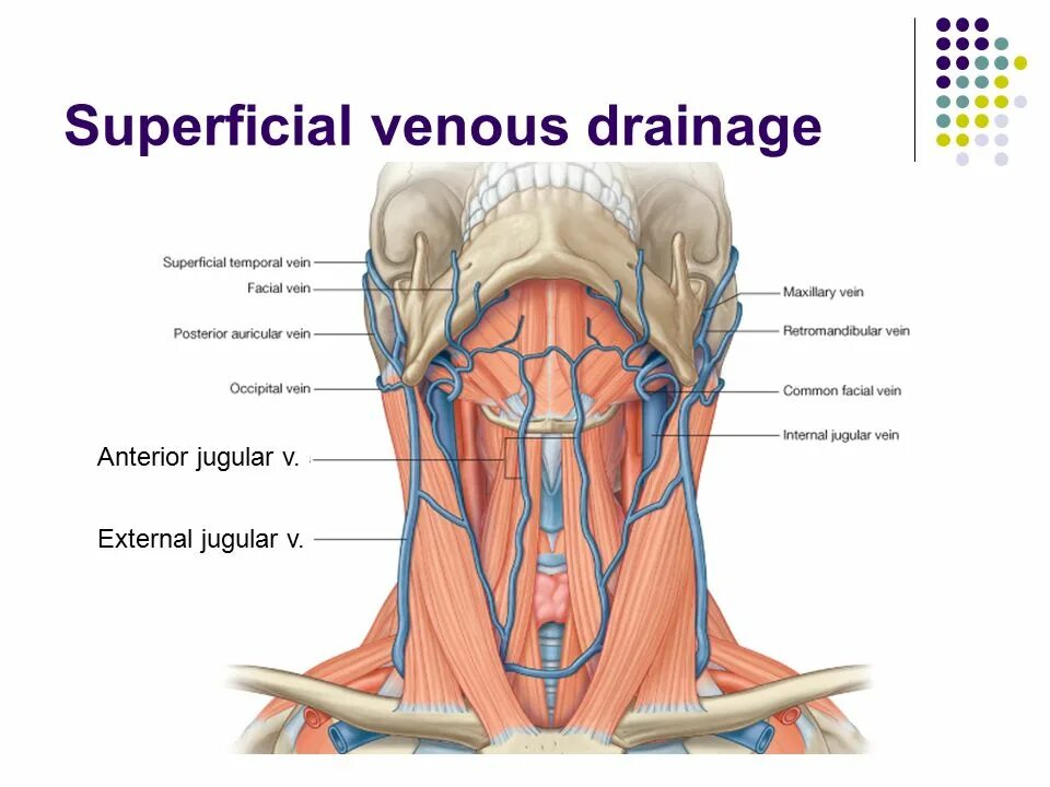 Яремная артерия где находится. Сонная артерия и яремная Вена. Внутренняя яремная Вена анатомия.