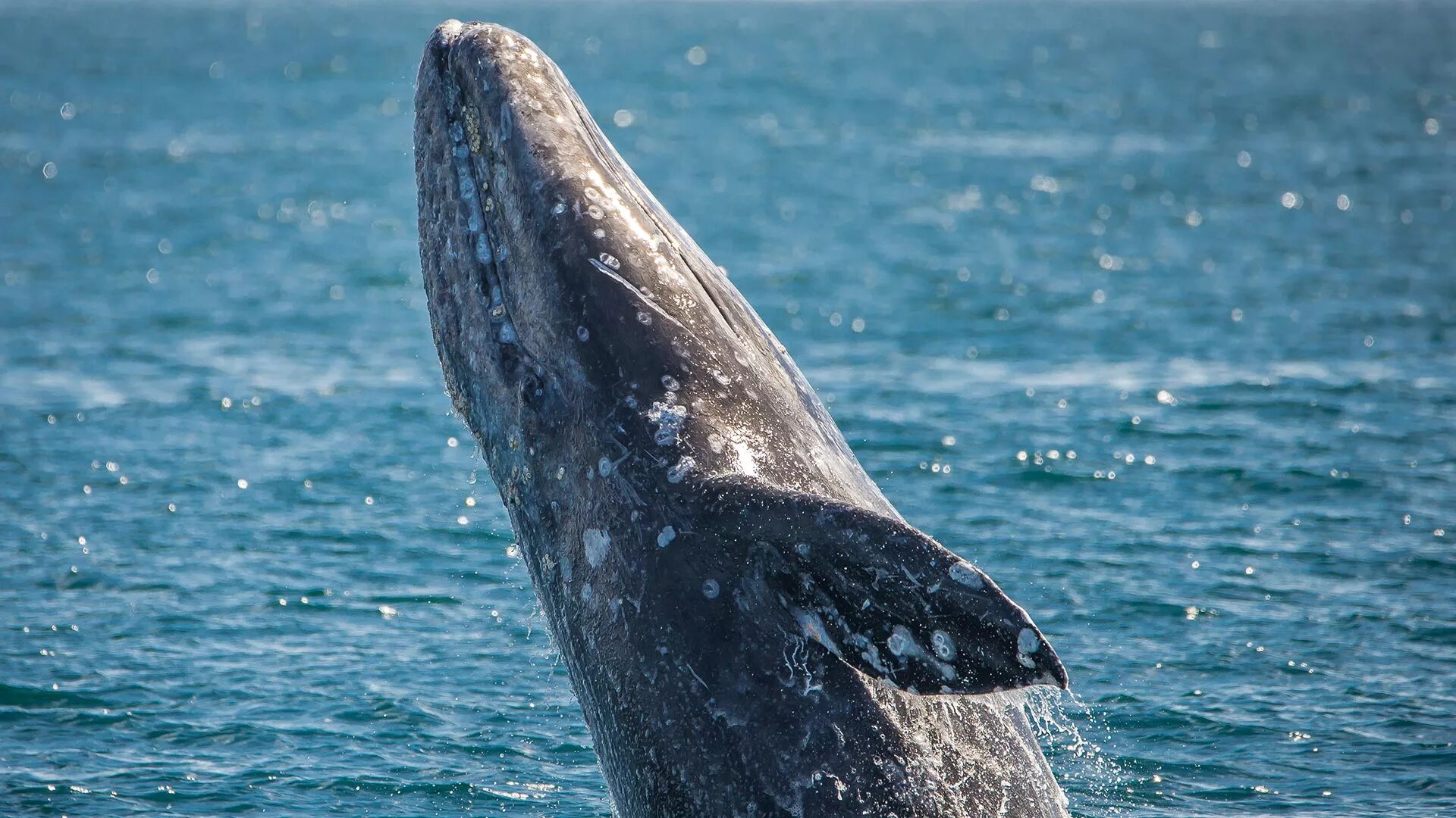Киты атлантического океана. Серый кит кит. Гренландский кит. Калифорнийский серый кит. Атлантический серый кит.