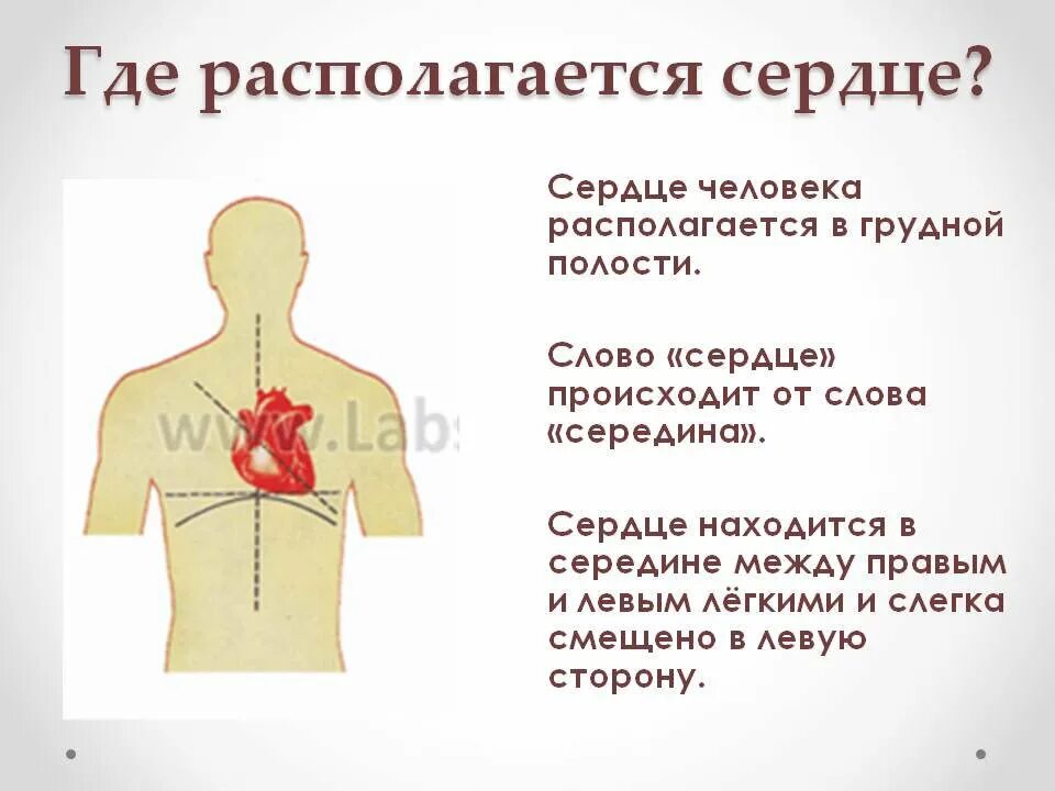 Какую сторону смещено сердце человека относительно грудины. Где находится сердце у человека. гдетназодиться сердце. сердцкеу человека где на.