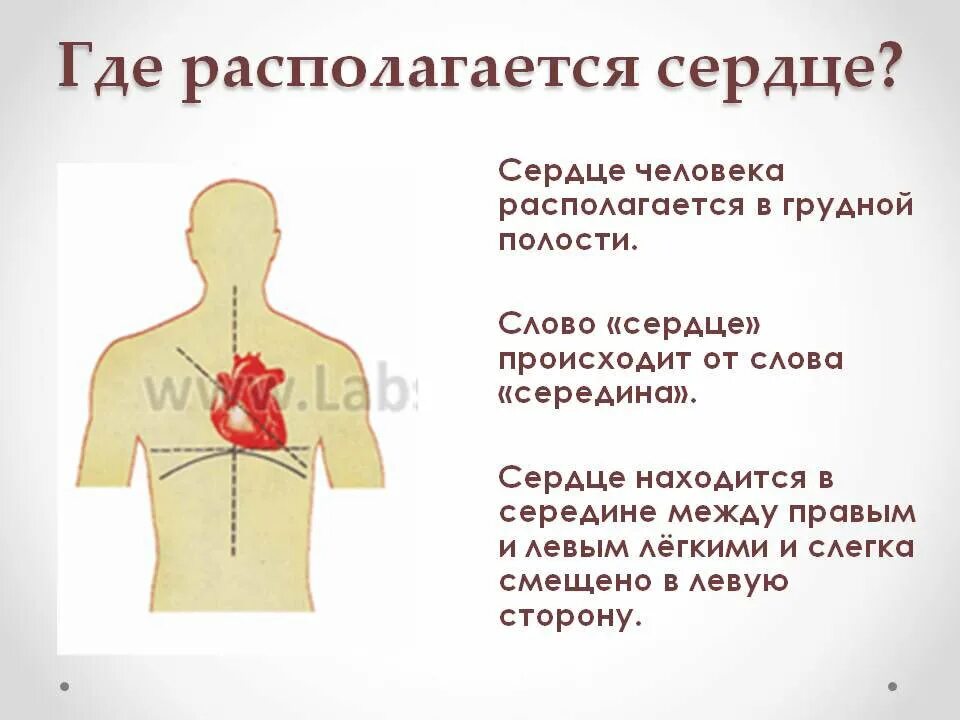 Где находится сердце у человека. Сердцкеу человека где на. С какойтстороныт серцн. Почему колит в грудной