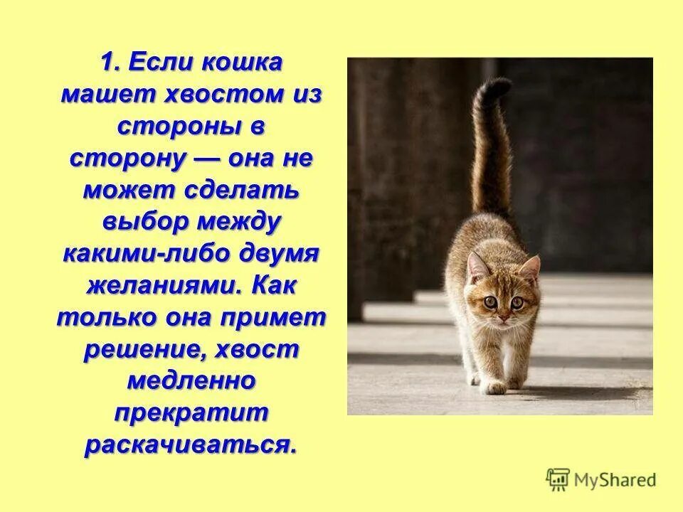 Кошка виляет хвостом. Коты виляют хвостом. Почему кот машет хвостом. Кошка размахивает хвостом. На хвосте каждой кошки