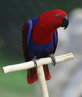 Эклектус фото