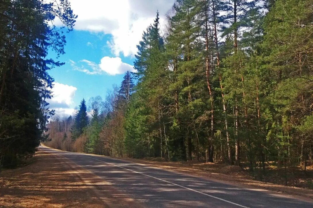 Лес у володи. Дорога в лесу. Дорога сосны. Дорога через лес. Дорога через лес Россия.