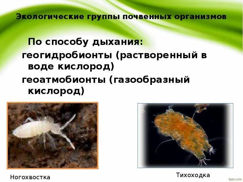 Экологические группы организмов. Экологические группы почвенной среды. Почвенные организмы. Группы почвенных организмов