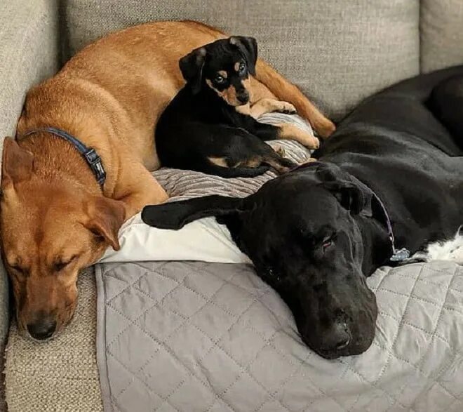 Боится больших собак. Испугаться во сне большой собаки. Фото лежащие три собаки. Собака боится игрушек.