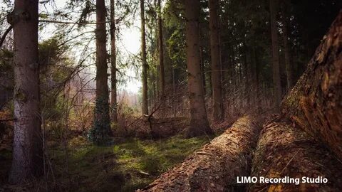 Пор лес