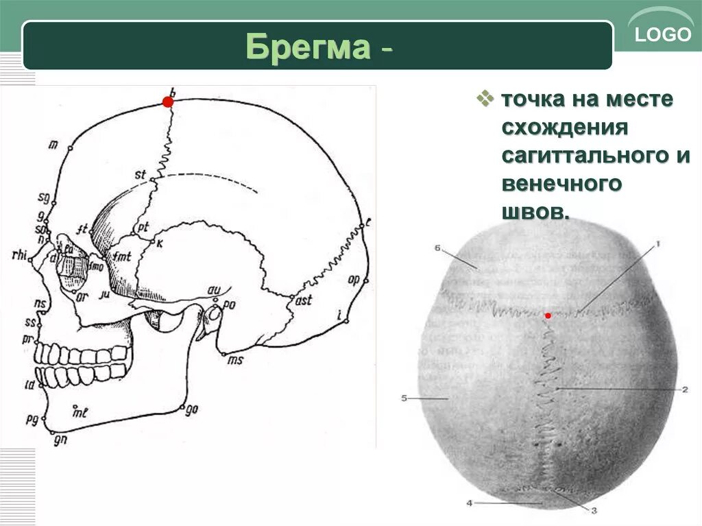 Свод точка. Череп швы брегма. Сагиттальный шов брегма. Место соединения венечного и сагиттального швов.