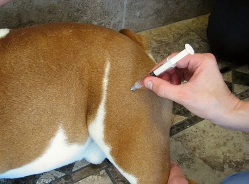 Что означает колоть. Внутримышечно собаке укол внутримышечно. Внутримышечный укол собаке. Внутримышечная инъекция собаке. Место укола собаке внутримышечно.