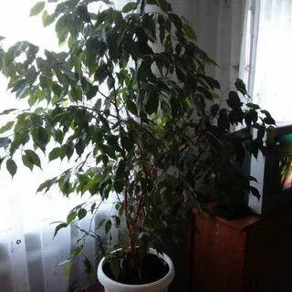Фикус ростов