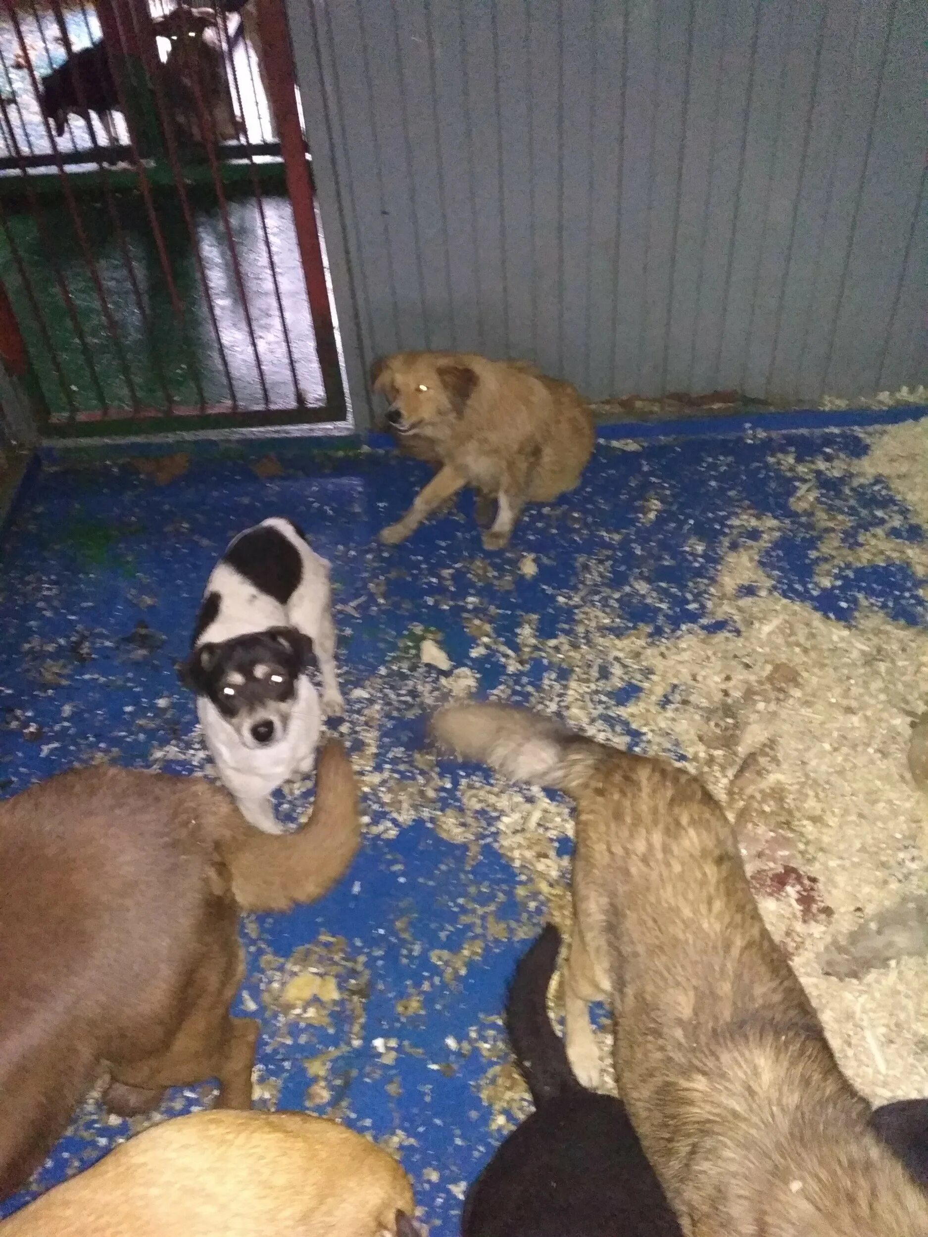 собачий приют новошахтинск. приют новошахтинск. приют новошахтинск. собачий приют батайск. кудымкар приют для собак.