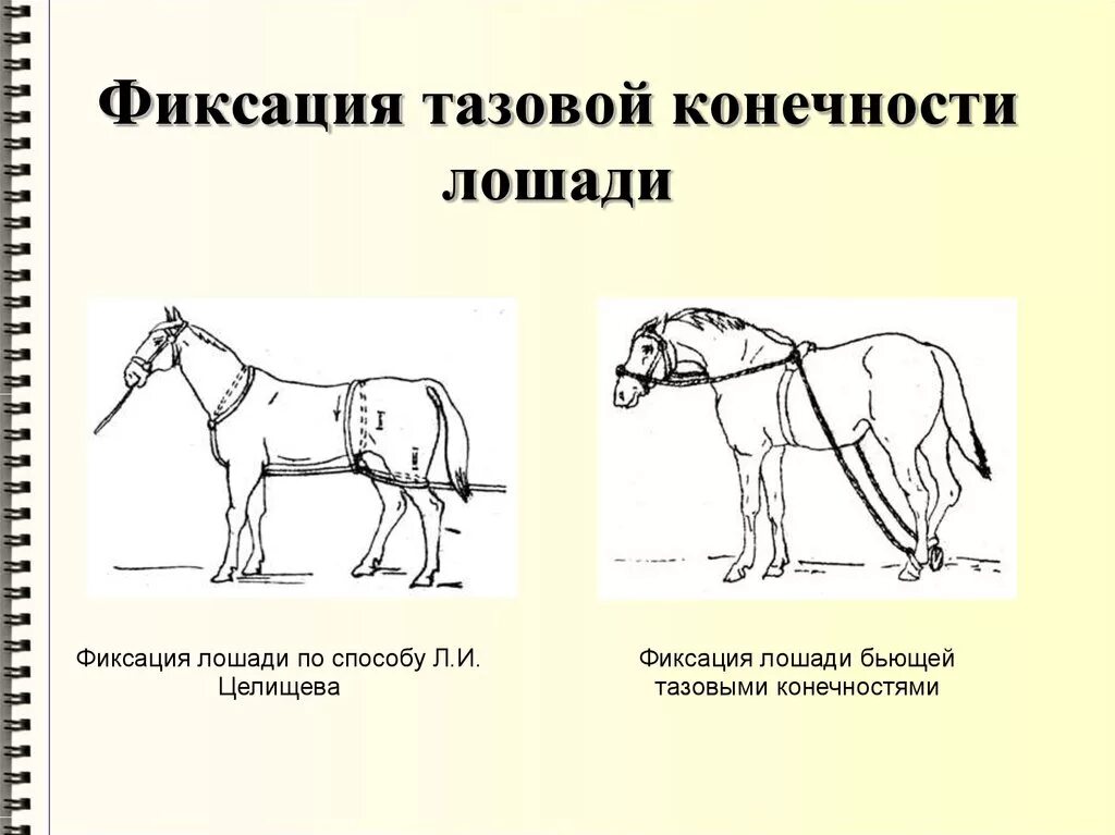 Способы и особенности фиксации конечностей. Механические способы фиксации лошадей головы. Способы фиксации и обездвиживания КРС. Фиксация тазовой конечности лошади. Методы фиксации и повала лошадей.