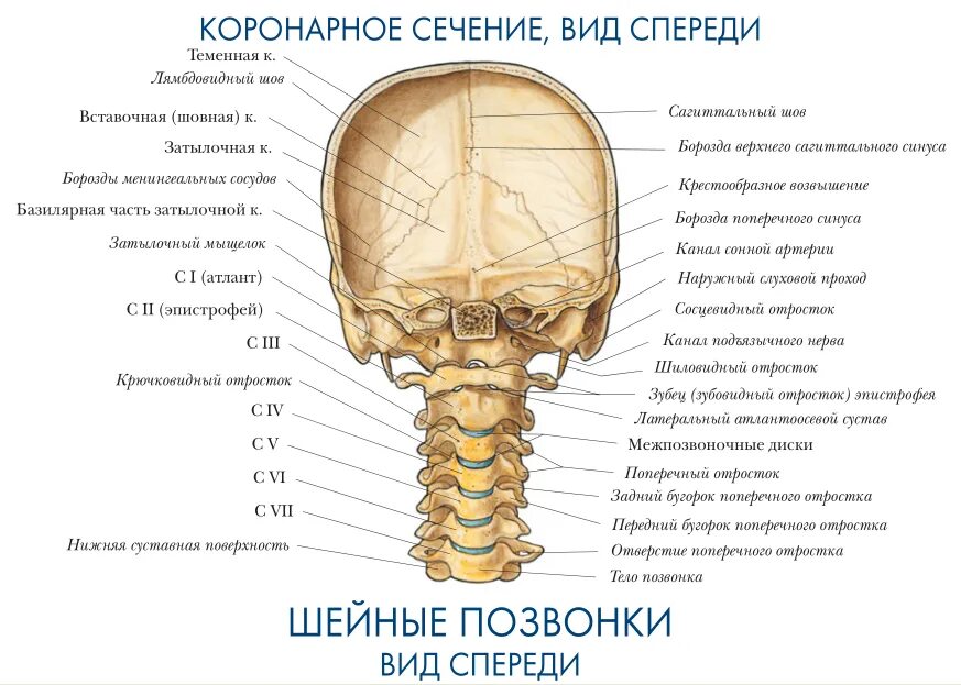 Отдел затылок. Анатомия шейных позвонков человека атлас.