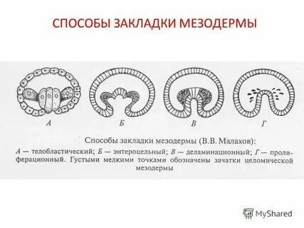 Мезодерма образуется на стадии