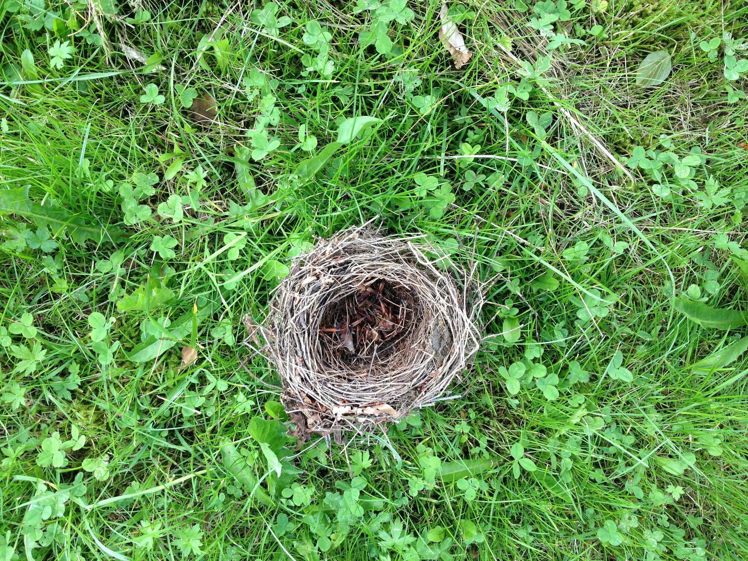 Plant nest. Гнездо зарянки. Шалашник гнездо. Гнездо гнездо зарянки. Гнездо жаворонка.