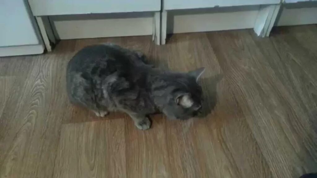 Нос кошки. Булькающий кот. Почему у кошек мокрый нос. Почему кошки и коты пропадают. Кот который всегда мяукает.