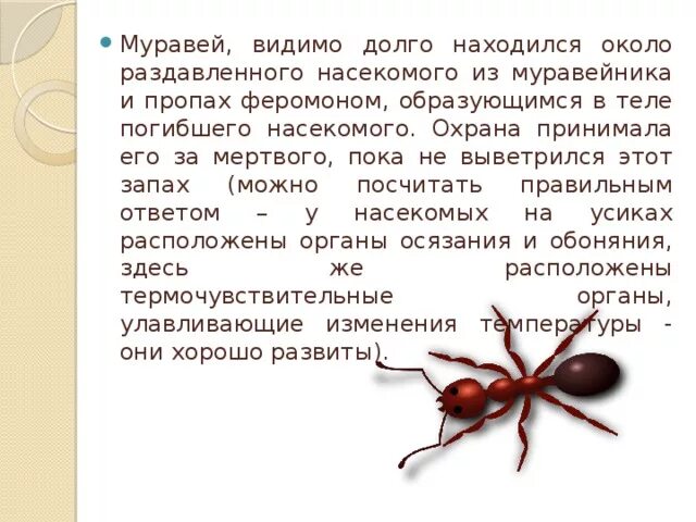 Скорость муравья м мин. Муравей сидит около. Муравей символ чего. Муравей сидит. Муравей на запах.