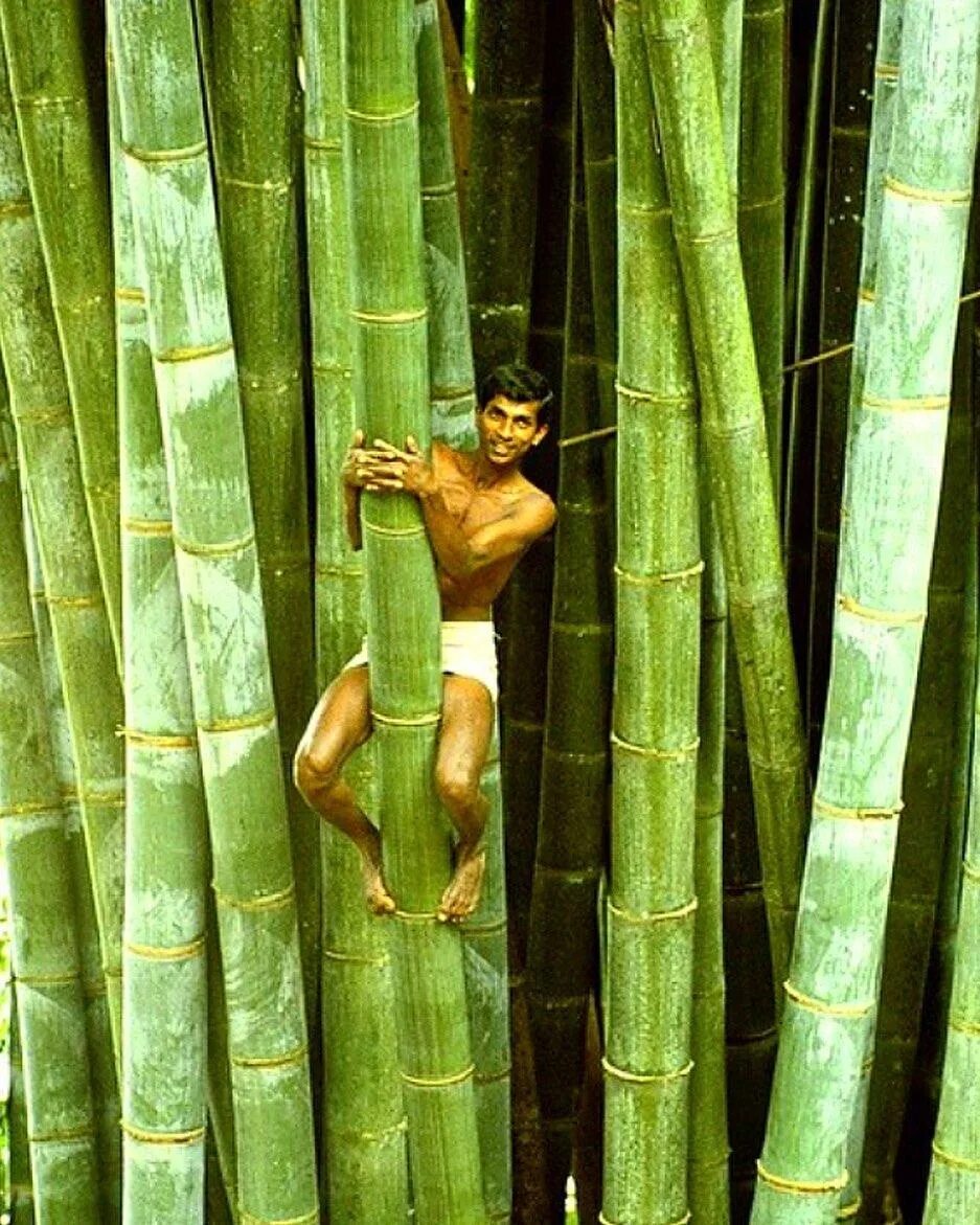 Гигантский бамбук (Dendrocalamus giganteus. Бамбук. Бамбуковое дерево. Крупный бамбук.