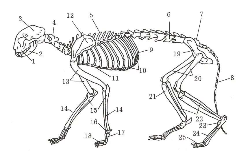 Скелет задних конечностей у млекопитающих. Скелет кошки анатомия лапы. Скелет млекопитающего скелет туловища. Строение костей лапы кошки. Анатомия костей задних конечностей кошки.