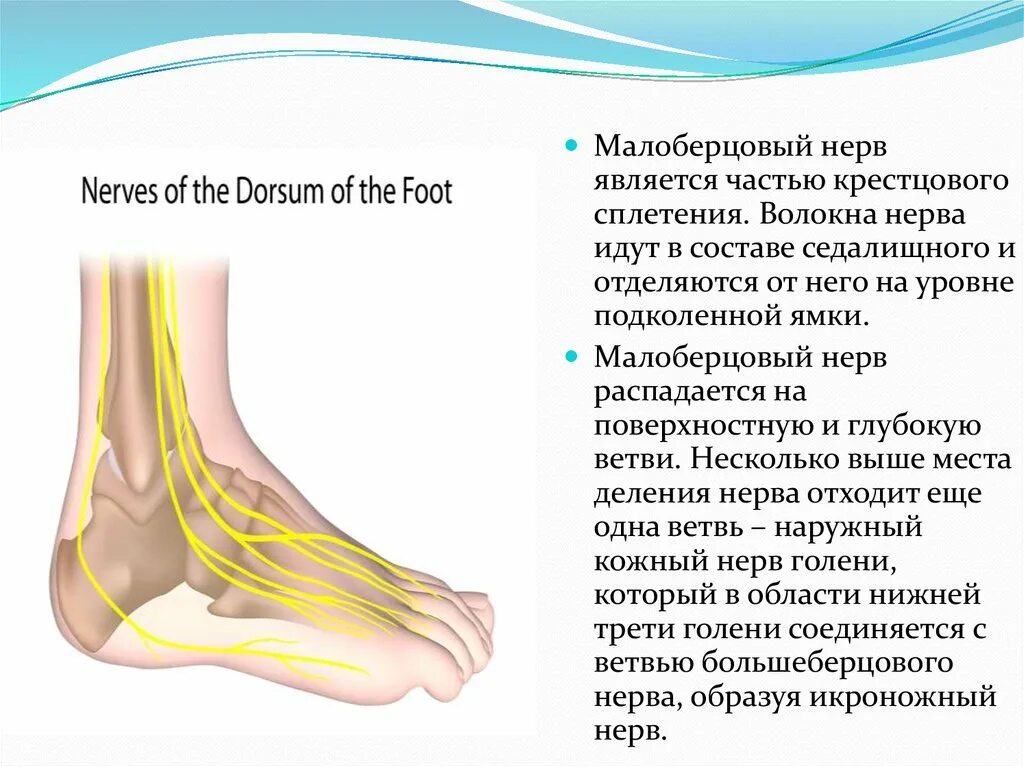 Малоберцовый нерв иннервация кожи. Нейропатии большеберцового малоберцового нерва. Поверхностный малоберцовый нерв. Малый берцовый нерв. Латеральный кожный нерв икры.