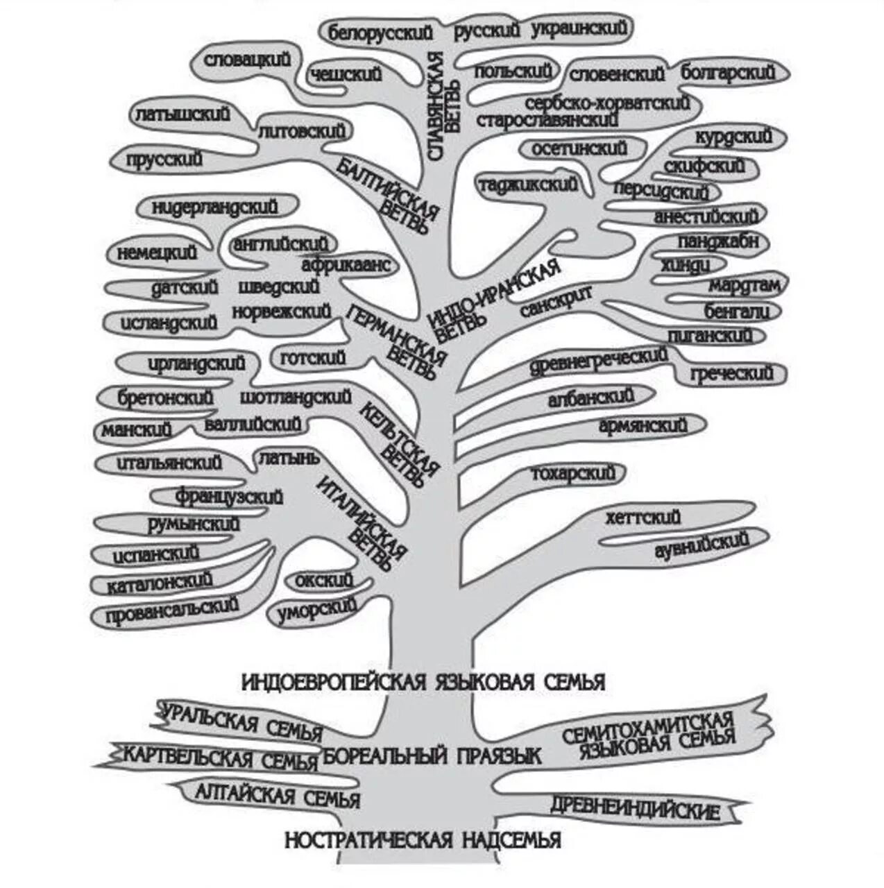 Афразийская языковая семья Древо. Индоевропейское Древо языков ветви. Генеалогическое Древо славянских языков. Древо дефектов характера. Древо прав