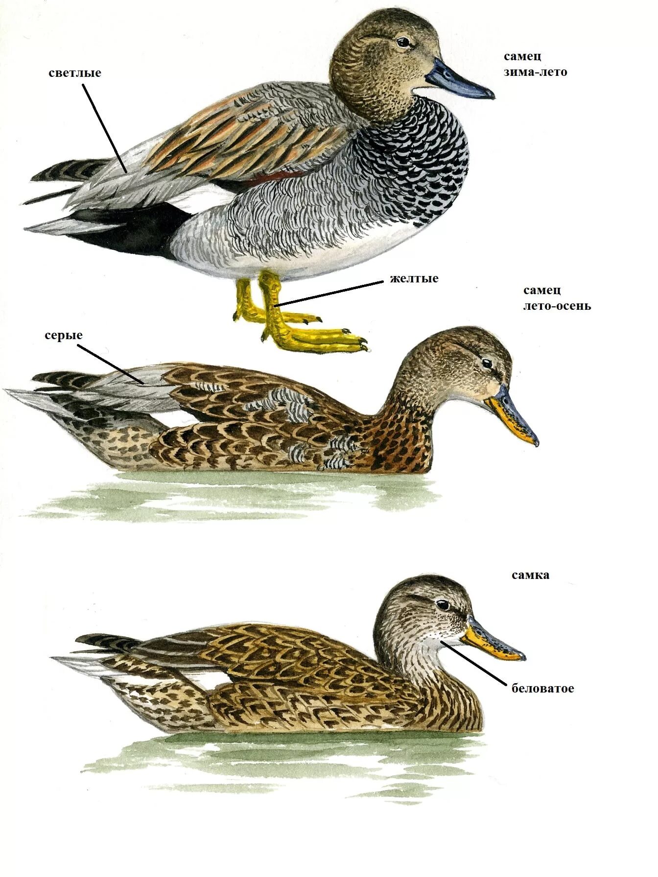 Как отличить дикую. Утка кряква серая. Утка кряква самка. Утка кряква самец. Серая утка селезень и самка.