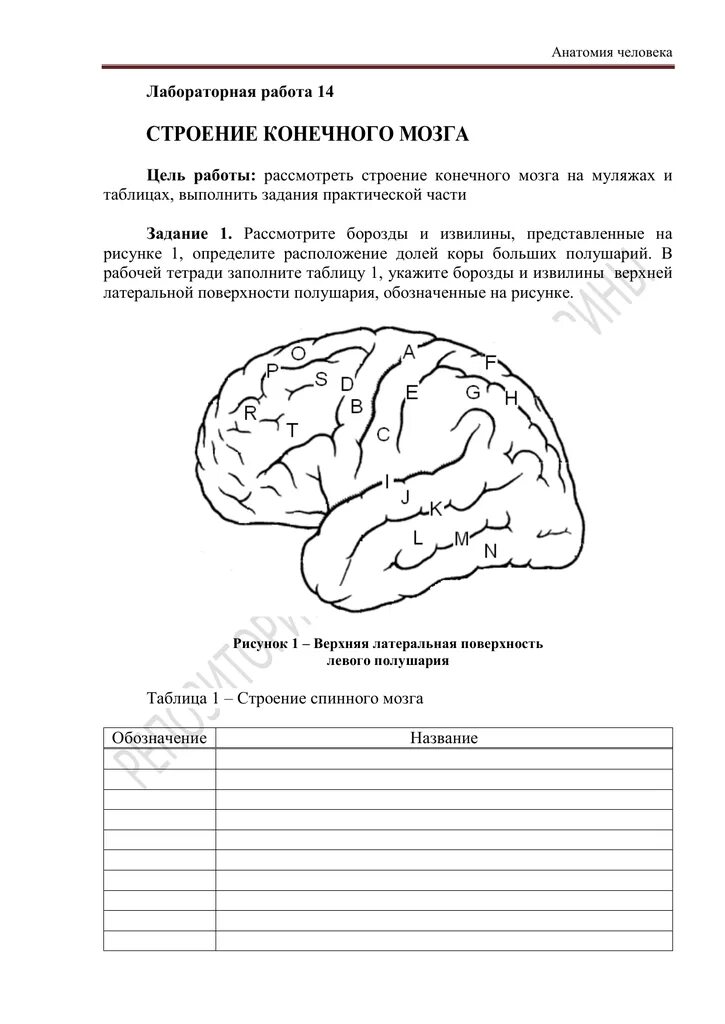 Практическая работа 3 изучение головного мозга человека. Лабораторная работа изучение строения головного мозга. изучение головного мозга человека по муляжам лабораторная работа. лабораторная работа строение головного мозга. изучение строения головного мозга лабораторная работа 8 класс.